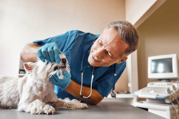 Best Emergency Wisdom Teeth Removal in Jarrell, TX